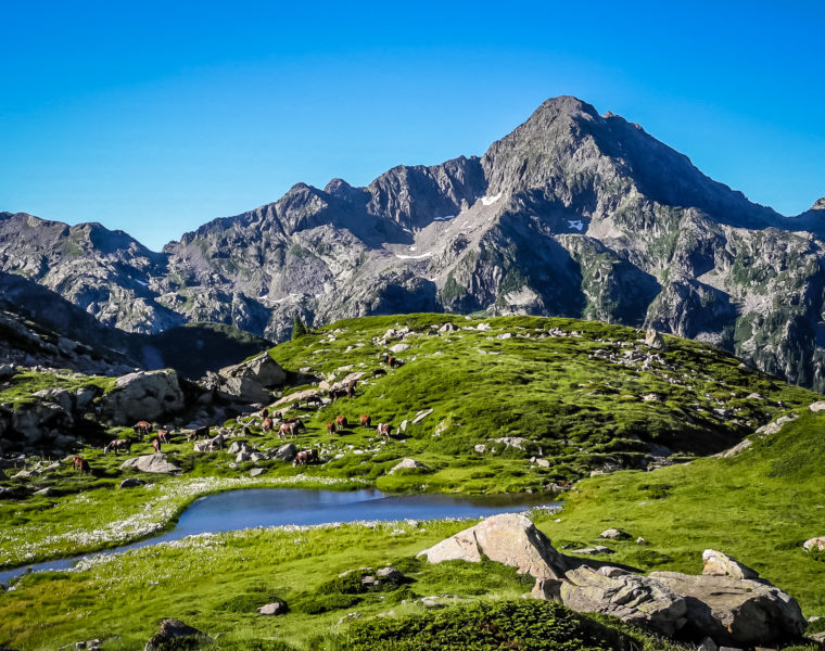 Mucche al pascolo all'altezza dello stagno prima di Pere Bionche