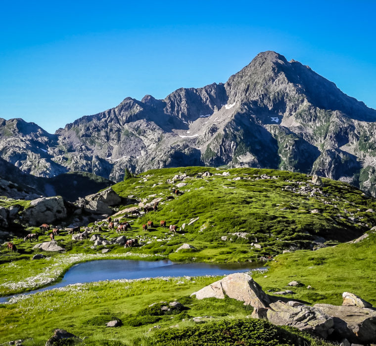 Mucche al pascolo all'altezza dello stagno prima di Pere Bionche