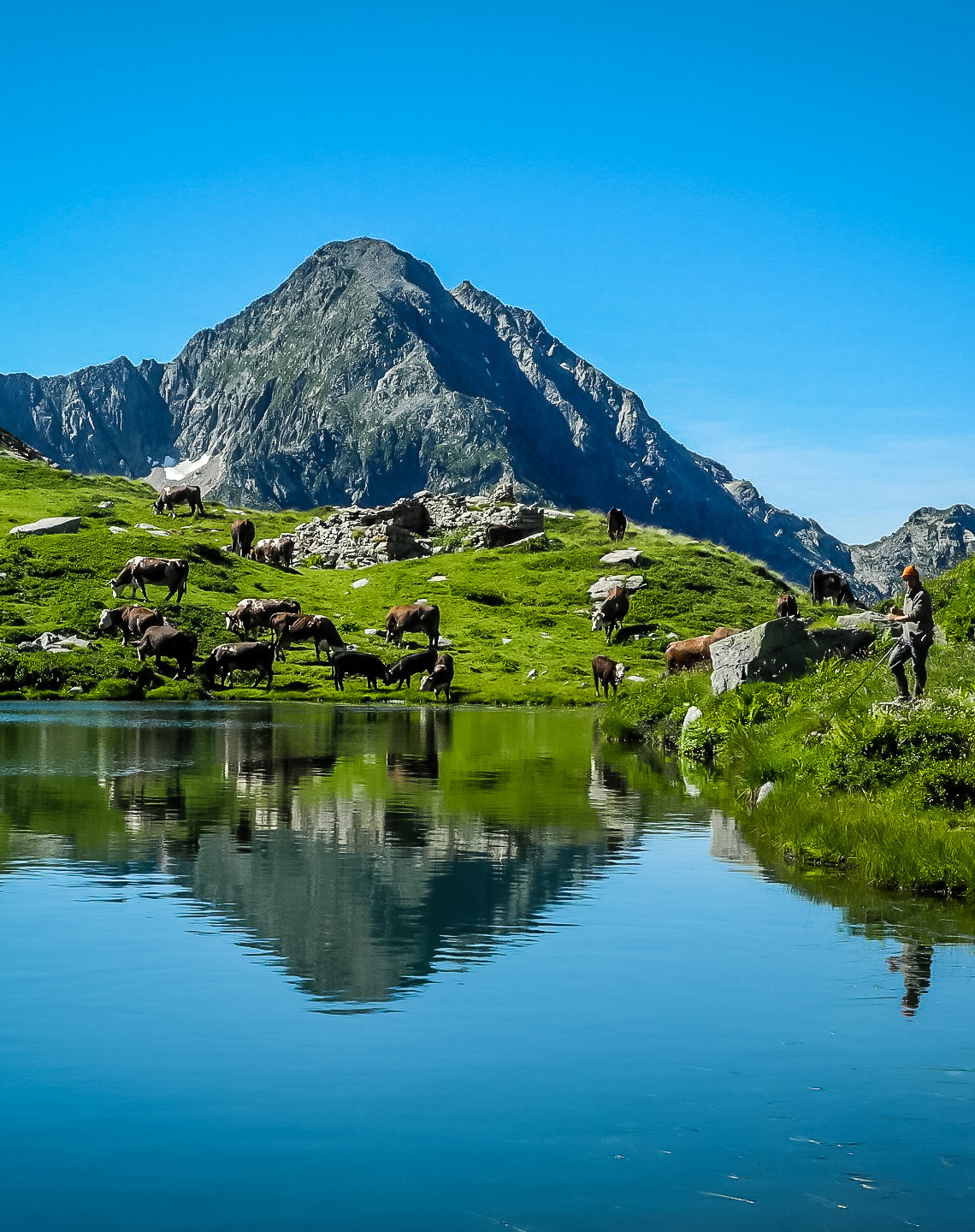 Il Lago Torretta (o Fourmoil) circondato dalle mucche al pascolo