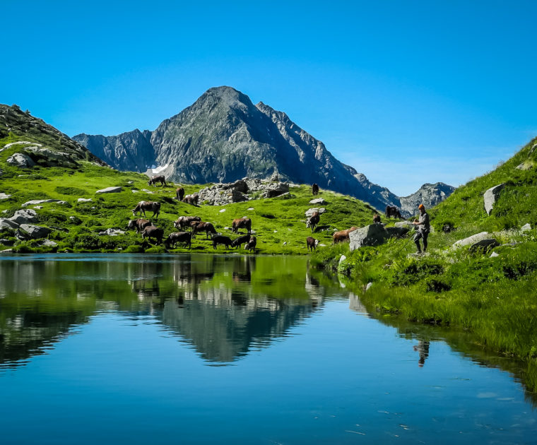 Il Lago Torretta (o Fourmoil) circondato dalle mucche al pascolo