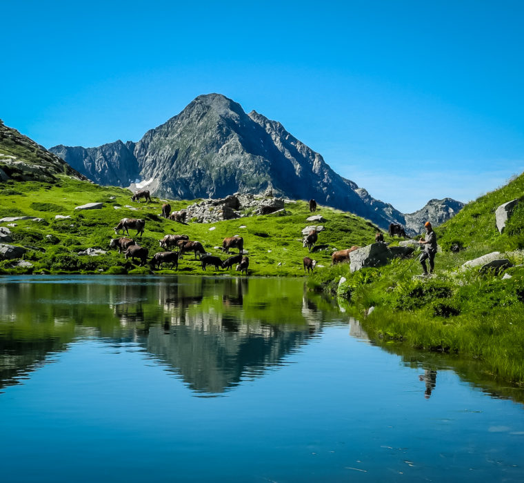 Il Lago Torretta (o Fourmoil) circondato dalle mucche al pascolo