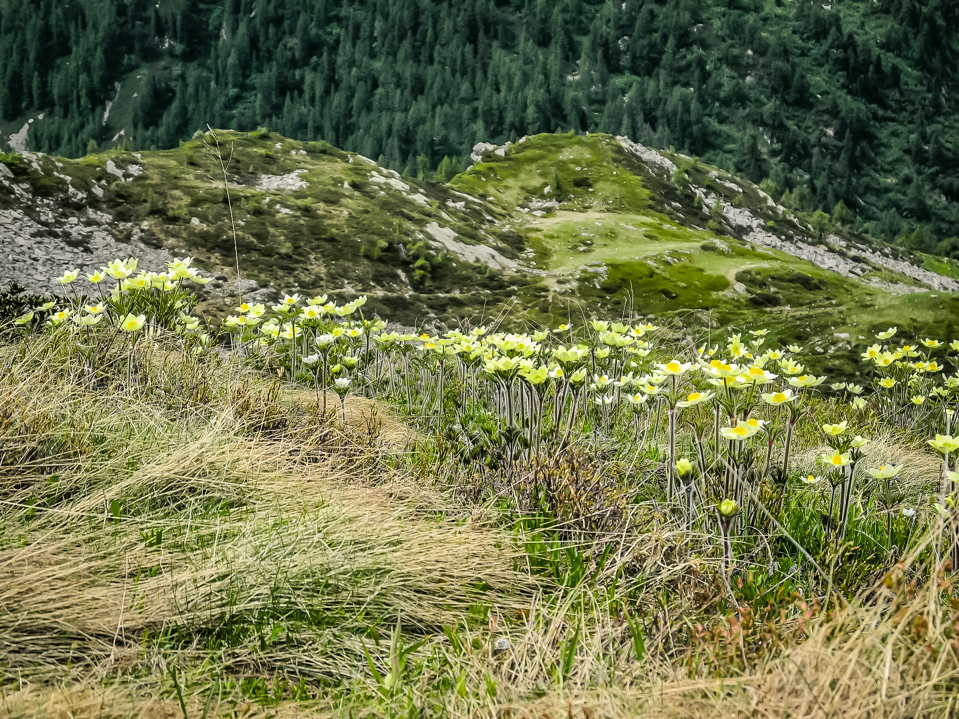 Una piccola distesa di Camedrio Alpino nei pressi del Colle Gragliasca