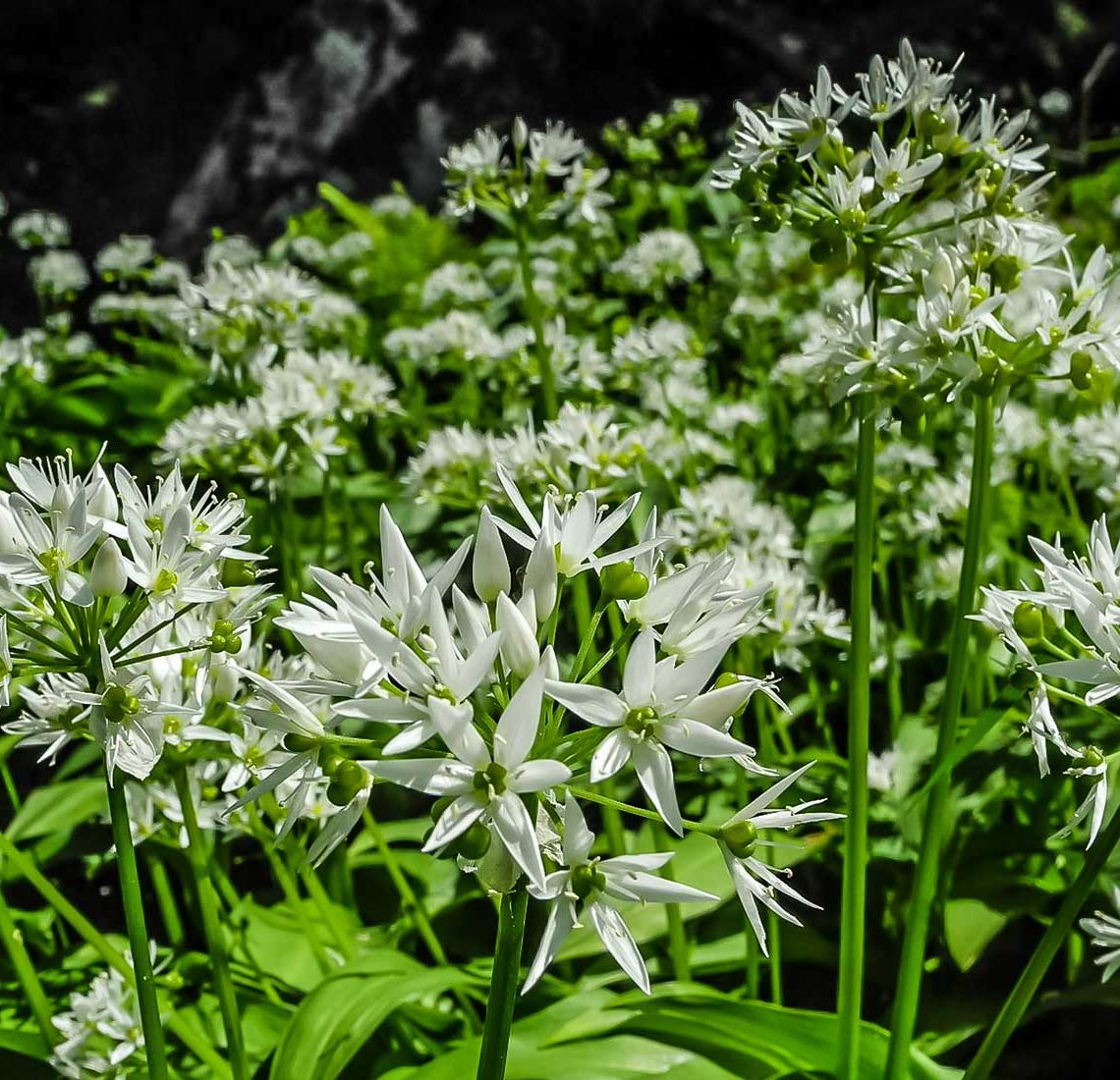 Gli eleganti fiori bianchi dell'aglio orsino