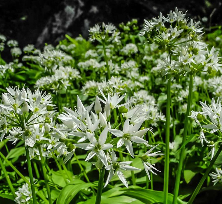 Gli eleganti fiori bianchi dell'aglio orsino
