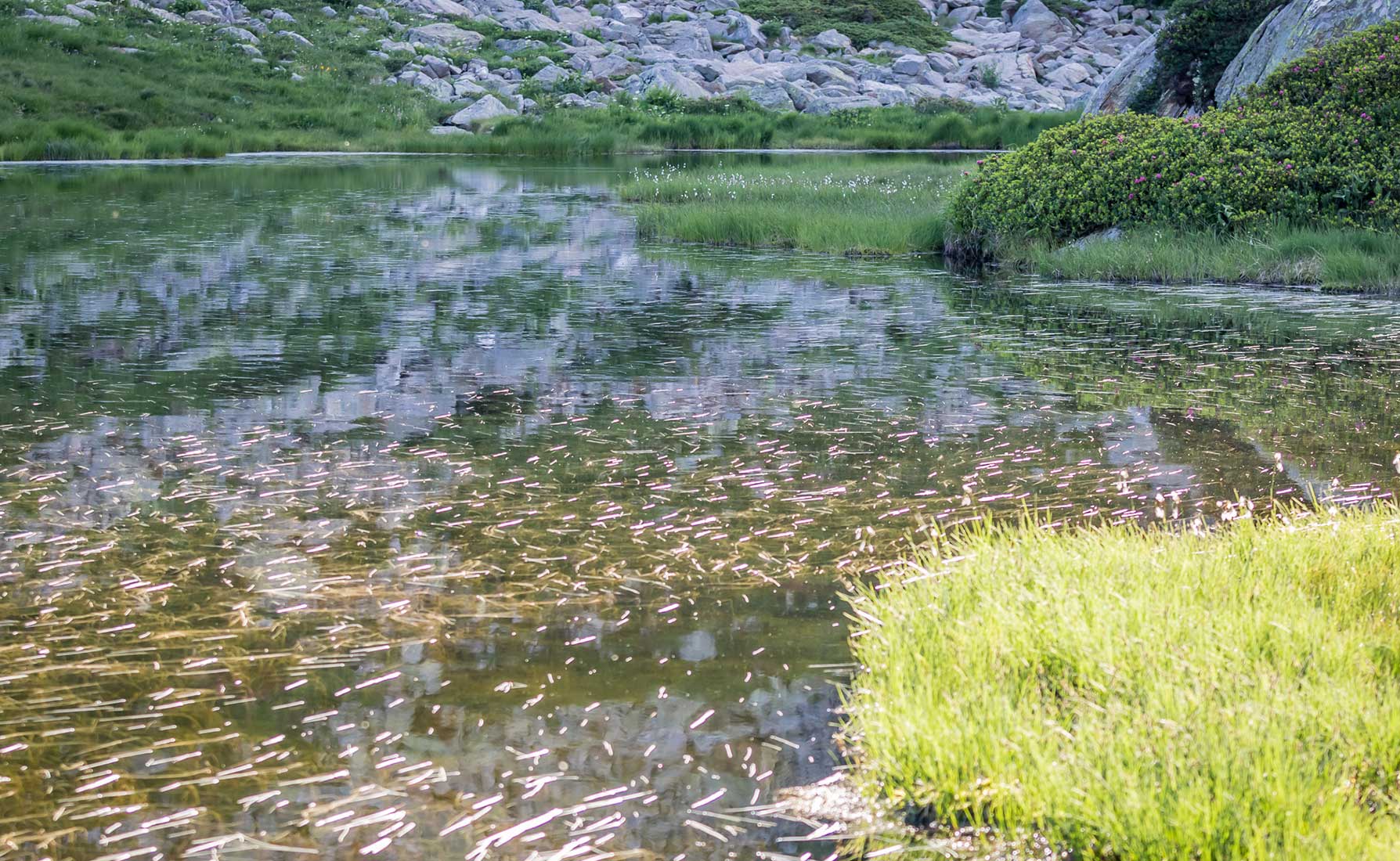 Il Coltellaccio Natante nel Lago Lei Long Superiore