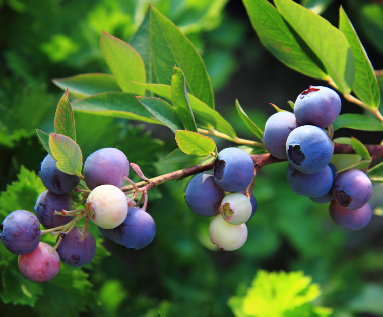 Sagra del Mirtillo e dei Piccoli Frutti Fontainemore