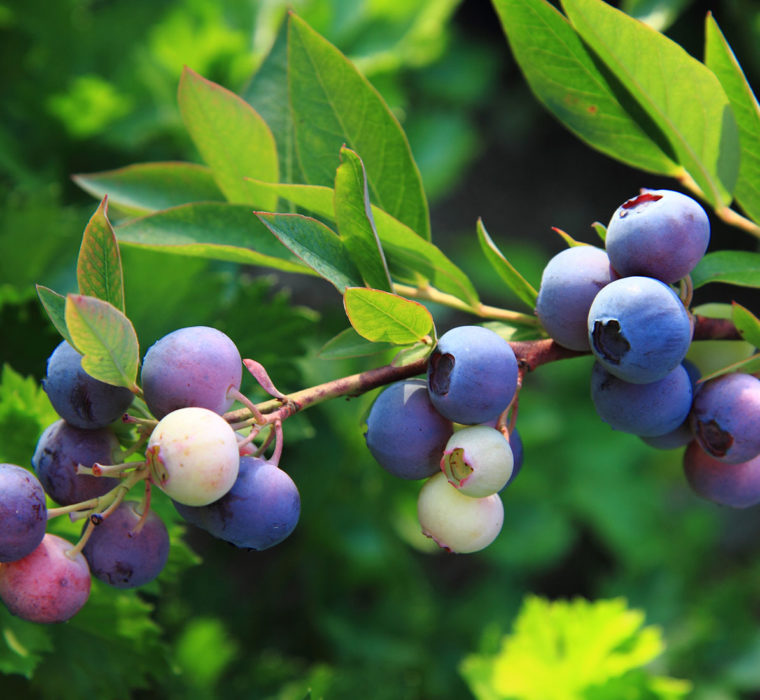 Sagra del Mirtillo e dei Piccoli Frutti Fontainemore